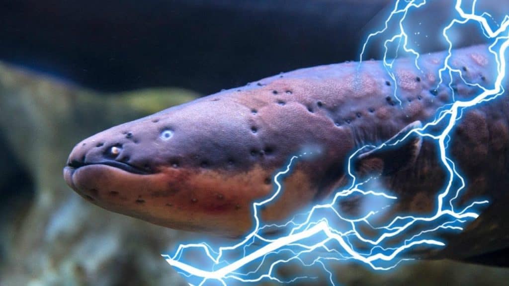 Electric eels inspired the first battery and now point a way to future
